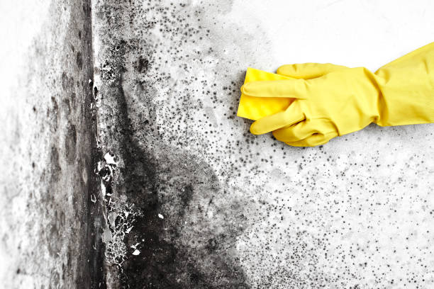 Best Best Mold Removal Companies  in Buckley, WA