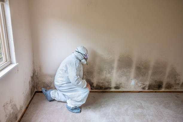 Professional Mold Removal in Buckley, WA