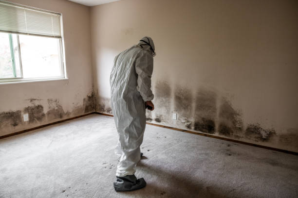Best Black Mold Removal  in Buckley, WA