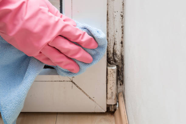 Best Mold Damage Repair  in Buckley, WA