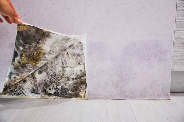 Home Mold Removal in Buckley, WA